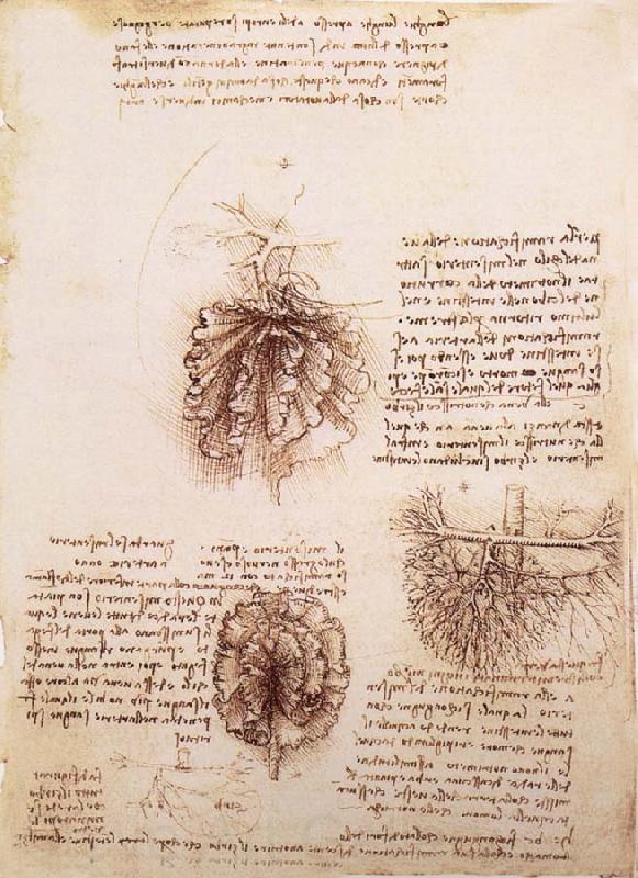 LEONARDO da Vinci Gekrose of the intestine and its Gefabsystems Spain oil painting art